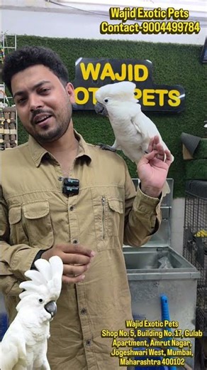 The Giant Umbrella Cockatoo 🕊️​Known for their incredible intelligence at wajid Exotic Pets