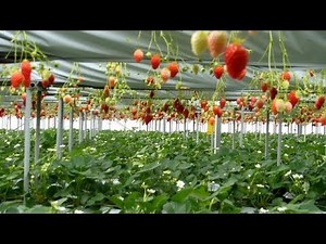 All-You-Can-Eat Strawberry Farm in Japan!