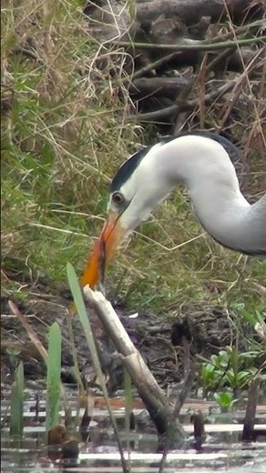 Heron Eats Frog #wildlife #herpetology #birds #nature