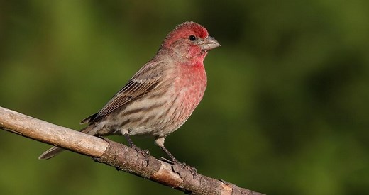 House Finch Photos and Videos for, All About Birds, Cornell Lab of Ornithology