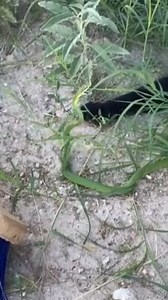 105K views · 419 reactions | That snake will not mess with the cat ever again! | Rumble | Facebook