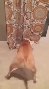 4K views · 131 reactions | American Bulldog Mia is absolutely addicted and beyond bonkers for the Wobble Wag Giggle Ball, available at Boscov's, in store only. | Boscov's | Facebook