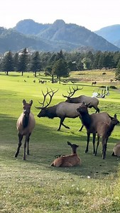 83K views · 15K reactions | Roundabout gets more dominant and aggressive every year. He left his cows and crossed the course to steal another bull’s cows just because he could. We thought we were going to see our first fight, but none of the other bulls accepted Roundabout’s challenges. More from this interaction to come. #photography #wildlife #nature #reels #foryoupageシ #elk #bugle #wildanimals #bull #colorado | Good Bull Guided | Facebook