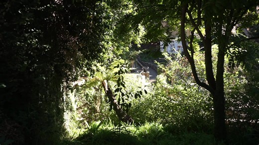 Celebrating God's Beautiful Creation