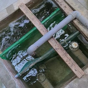 Clean water is paramount to a successful recirculating aquaculture systems. UV systems require the water to be clear in order to function well. Different cultured species have different requirements when it comes to turbidity. Here's a video on the clarity the water in our systems, each of the retention tanks are at least 1meter deep. How does your RAS handle solid waste? Let us know! Interested to learn more about aquauculture? Or to even explore the trade as an career? Contact us now at 601637