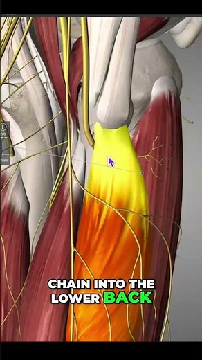Sciatica Mimic: Common Fibular Nerve & Tendon Pain Explained #shorts