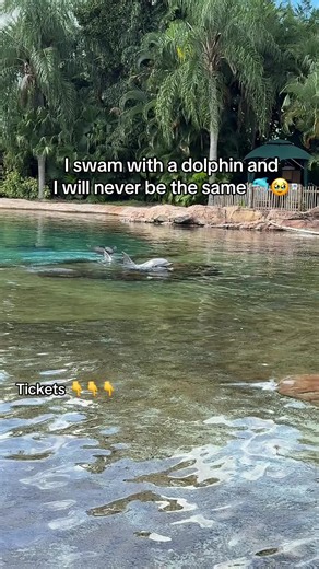 I swam with a dolphin and I will never be the same 🐬🥹 #tiktokgovacationfun #tiktokgosummerfun #discoverycoveorlando #discoverycove #swimwithdolphins