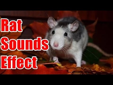 Rat Sounds Effect