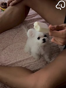 937K views · 43K reactions | Puppies Club on Reels | Facebook