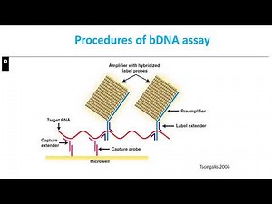 Li virtual teaching presentation-branched DNA assay for HIV