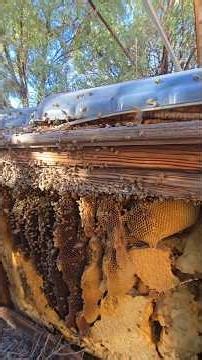 Deadly Invasive Species