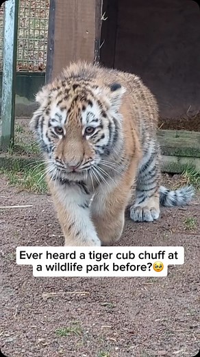 Tiger Rescuers | A rescued tiger cub chuffing is a heartwarming sign of trust and comfort. Chuffing is a friendly vocalization tigers use to express... | Instagram