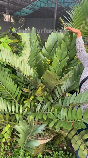 Commonly called cardboard palm, cardboard plant or Jamaican sago. #fbreels2025ツ #plantita #plantsforsale #fblifestyletyle #teamangatan | Plant Selling R Us