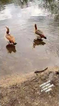 Cute egyptian geese babies chicks: a wild nature close up video