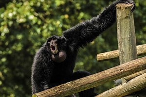 4.3K views · 220 reactions | All gibbons make incredible sounds, but the siamang's call is legendary. They can be heard up to 2 miles away. Their calls are made louder by an inflatable throat sac. Who else loves to hear these magnificent animals at the zoo? | Metro Richmond Zoo | Facebook