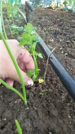 HOW TO: PLANT PARSLEY IN THE GARDEN | #parsley #garden #gardening