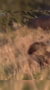 2 Male lion hunting a hippo | Boot