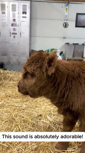 #shorts #funnyhorse #horsememes #2026 #derp #animalchaos #equinehumor