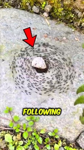 Why Do Ants Walk in Circles Until They DIE 🐜😳
