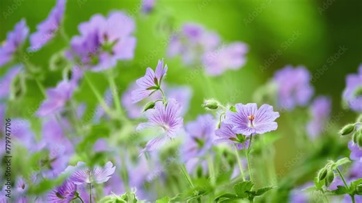 Geranium magnificum, purple cranesbill, is species of plant in genus Geranium, family Geraniaceae. It is result of hybridisation between Geranium platypetalum and Geranium ibericum.