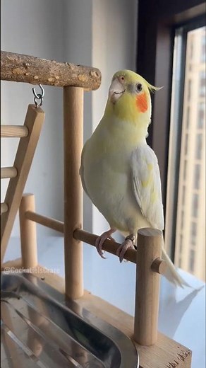 Check out these cute singing and dancing moments of Jerry the Cockatiel! 🎶🦜#cockatielscraze