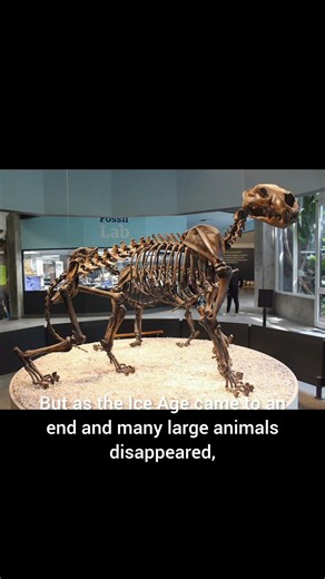 North America once had a lion bigger than today's African lions. 🦁❄️