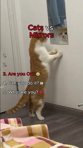 Cats vs Mirror 😹🐱