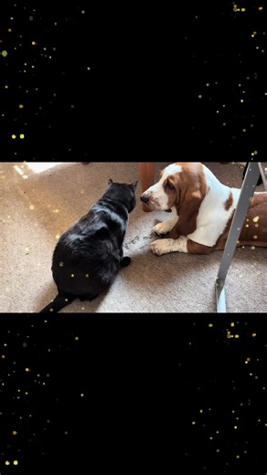 I love my kitty big brother and I have to be gentle with him 🙂#bassethound #bassethoundsoftiktok #bassethoundsoftiktok #bassethoundpuppy #bassethoundfamily #bassetsoftiktok #hound #hounddog #puppylove #puppydog #puppylife #houndsoftiktok #dogs #huckleberry #huckleberryhound #dog #bassethounds #houndlife #basset #dogsoftiktok #dogs #furbaby #blackcatsoftiktok #blackcat #blackcats #dogandcatsong #blackcatsaregoodluck
