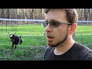 Simple Electric Fencing For Goats