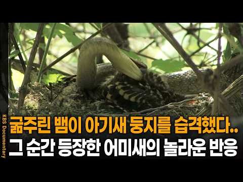 A hungry snake attacks a baby bird's nest... The mother bird's shocking reaction when it appears ...