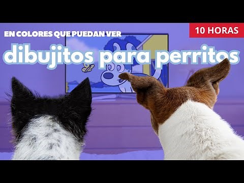 Bluey - ¡10 Horas de Dibujos Animados para Perros solos en casa! En Colores que Pueden Ver