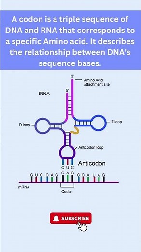 Understanding Codons: The Key to DNA and RNA Translation