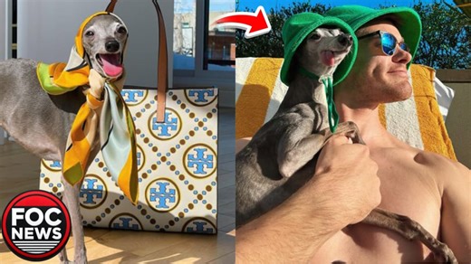 In this heartfelt tribute, we remember Tika the Iggy, the fashionable Italian Greyhound who captured millions of hearts around the world. Known for her confidence, charm, and incredible outfits, Tika became a true internet sensation and fashion inspiration. Her loving owner, Thomas Shapiro, shared her story with fans, reflecting on her joyful life and the special moments they shared together. From viral photoshoots to her playful personality, Tika showed the world what it means to live with love