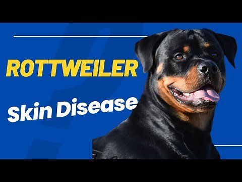 Solving Rottweiler Skin Conditions: Common Issues & Solutions