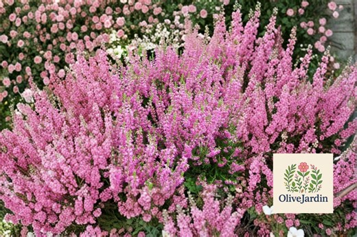 100 Scotch Heather Seeds – Calluna Vulgaris – Purple Pink Flowering Shrub - Etsy