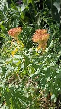 Discover Rhodiola, a Super Adaptogenic Plant!