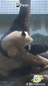 The panda is not destroying the tree, it is playing with the scratching post. #panda #adorable #HiPanda #ChengduPandaBase #PandaFun #PandaMoment For more panda information, please check out: https://en.ipanda.com | iPanda