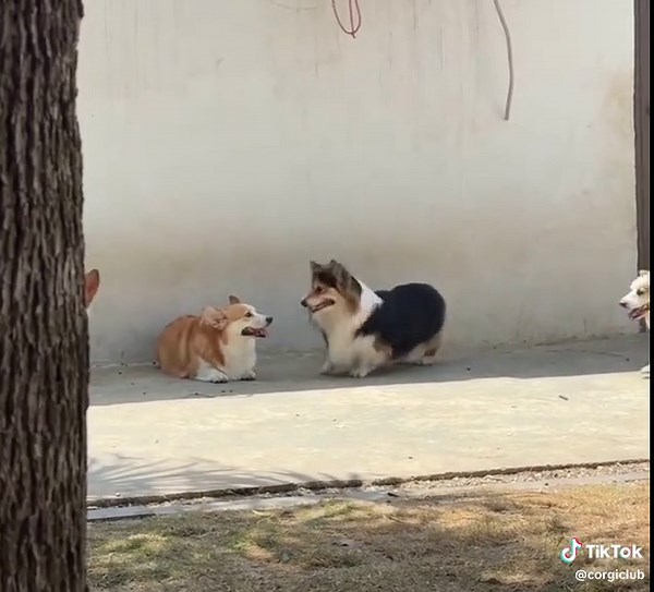 Failed Courtship: A Corgi's Funny Moment