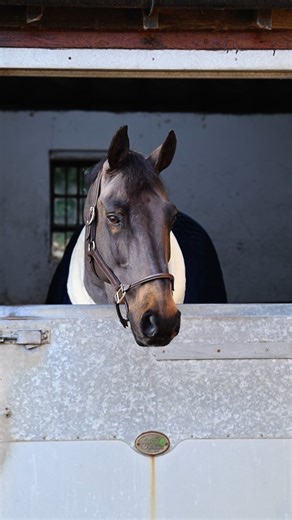 Our thoughts are with Louise Bell Dressage and the connections of Into The Blue, who suffered complications relating to a displaced colon and had to be put down on Tuesday (2 February), aged 20. Known as Dynamo at home, the John Whitaker–bred gelding went with Louise from standing working hunter champion at the Royal International Horse Show and Royal Windsor, to grand prix dressage. It was a 2011 H&H discipline swap challenge which sparked Louise's move from showing to dressage, with Into The B