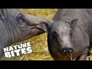 Gigolo Pig Charms Multiple Companions | Nature Bites