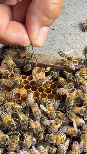Removing and clear queen cells Which does not need to beehive #honeybeesting #animal #honey #insect | Savasta