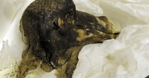 The ‘Oxford Dodo’ Offers Scientists The Only Access To Biological Information About This Amazing Creature