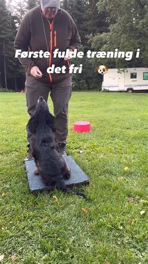 Online-Jagthund on Instagram: "Første hele træning i det fri 🌿🐾 Lille Lyn har været ude på sin første hele træning udenfor. Vi lavede nogle af de samme ting, som vi plejer at træne på stuegulvet. 👉 Vores helt store fokus er sit og bliv – den øvelse mangler vi stadig at finde ordentligt frem derude. 👉 Men det er altid mod mig, han søger – ikke fristelserne – og det gør mig godt tilfreds. 👉 Apporten kunne han ikke helt finde ud af at samle op ude, men med lidt overtalelse lykkedes det også. S