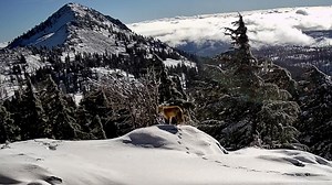 Rare red fox spotted on California mountain