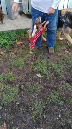 Grinch Max Dog Antler Costume: Christmas Pet Accessory - Etsy