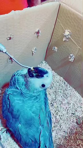 zooland2021 على TikTok