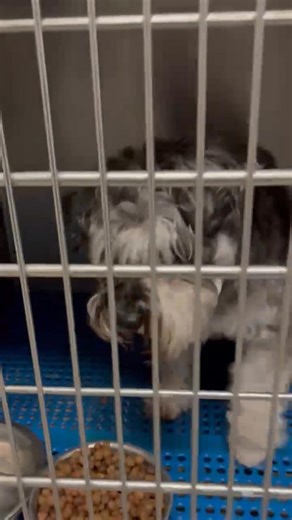 We have an opportunity to save two dogs from an animal shelter however, we need foster homes. If you’ve adopted from us before you’re already approved if not, send me a message and I’ll send you an application if you’re interested in fostering. One is a puppy 10 months old and the other one is eight years old. | Schnauzer Rescue of the Carolinas