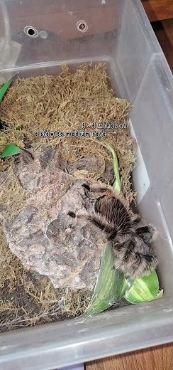 Curly Hair Tarantula (Tliltocatl Albopilosus) Has Some Crickets #tarantula #tarantulashorts