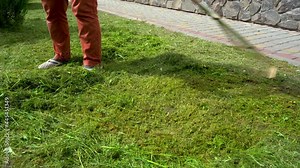 cleaning mown grass,gardener woman rakes the grass in the yard