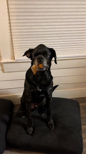 Protecting Shiloh's Old Lady, Sisters, Treats & Cats | Dog Mom's Warning